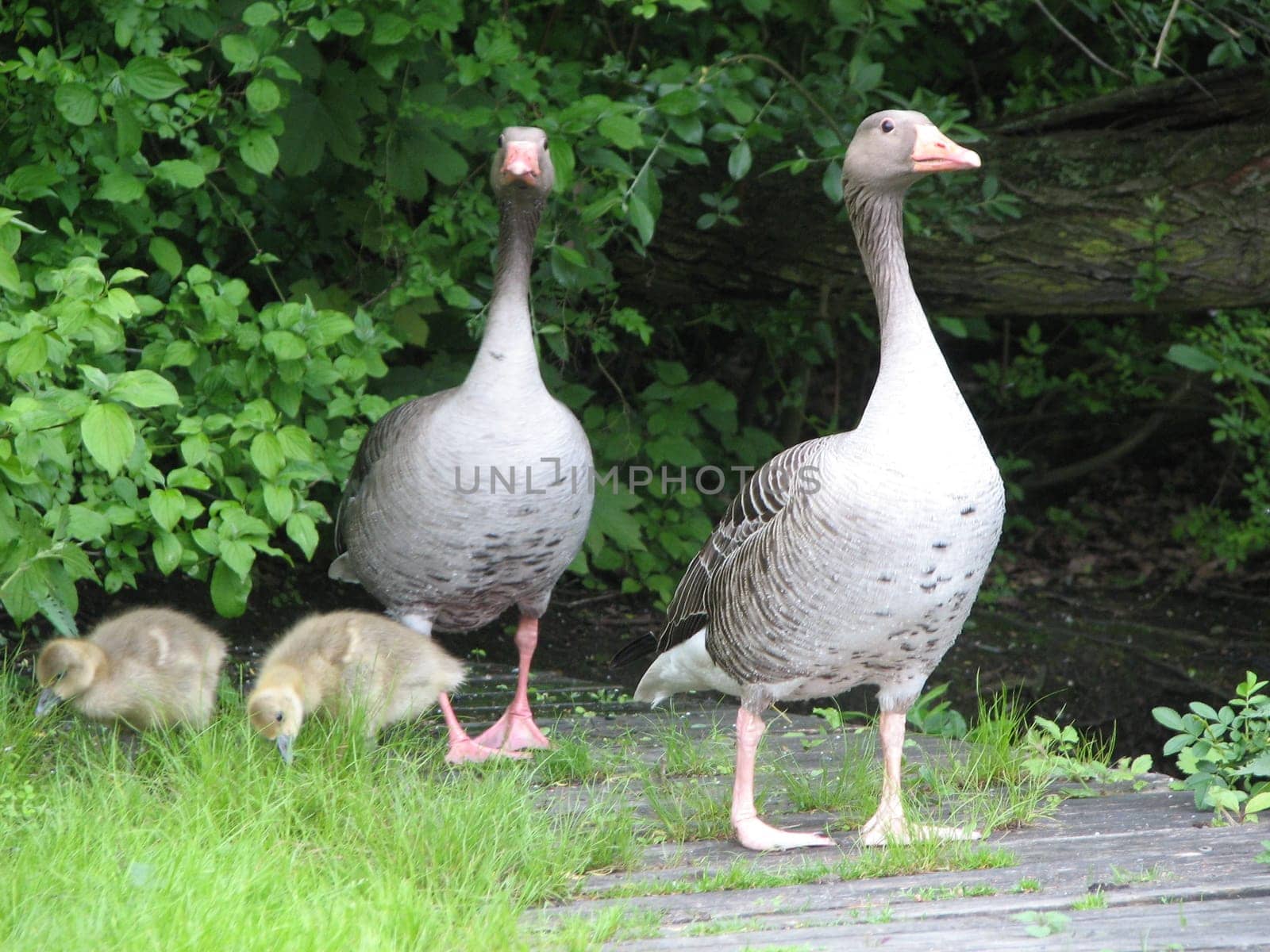 Proud parents