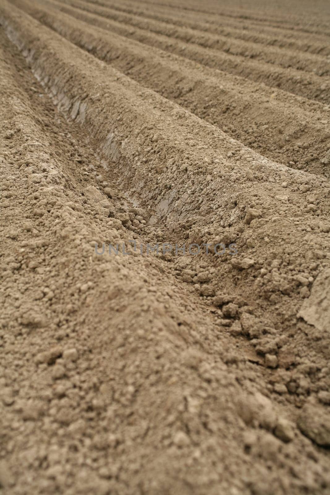 Accurately made furrows in a field for carrot cultivation
