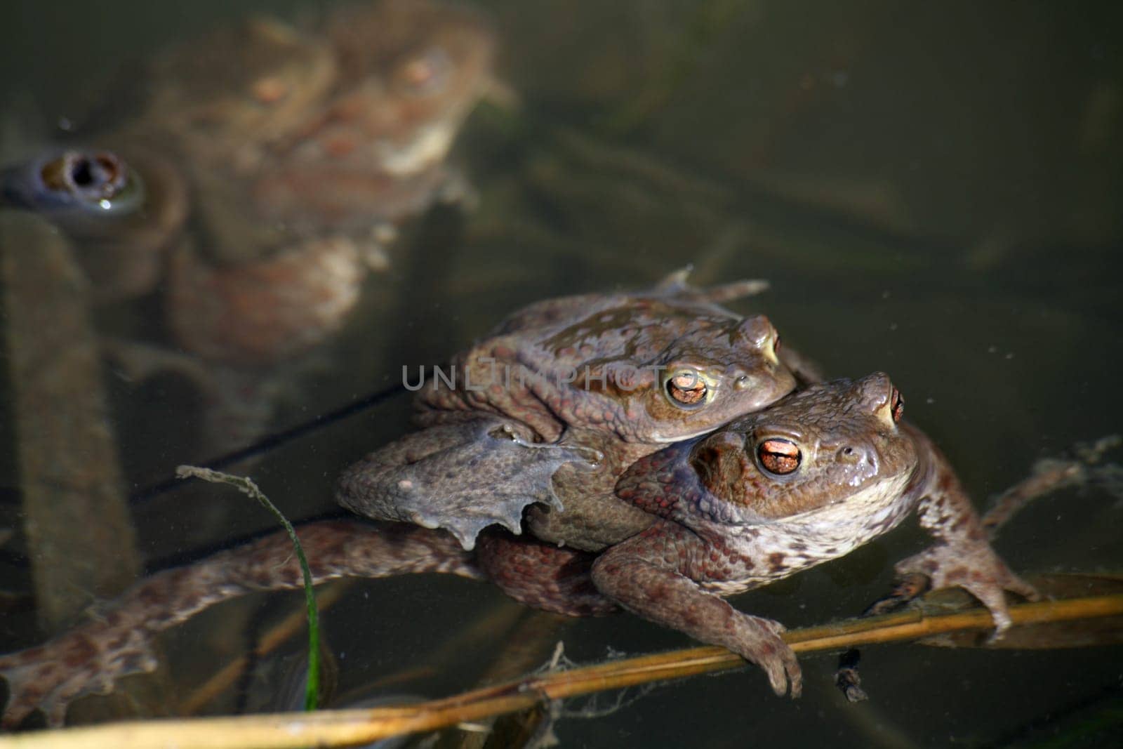 Spawning waters with frogs