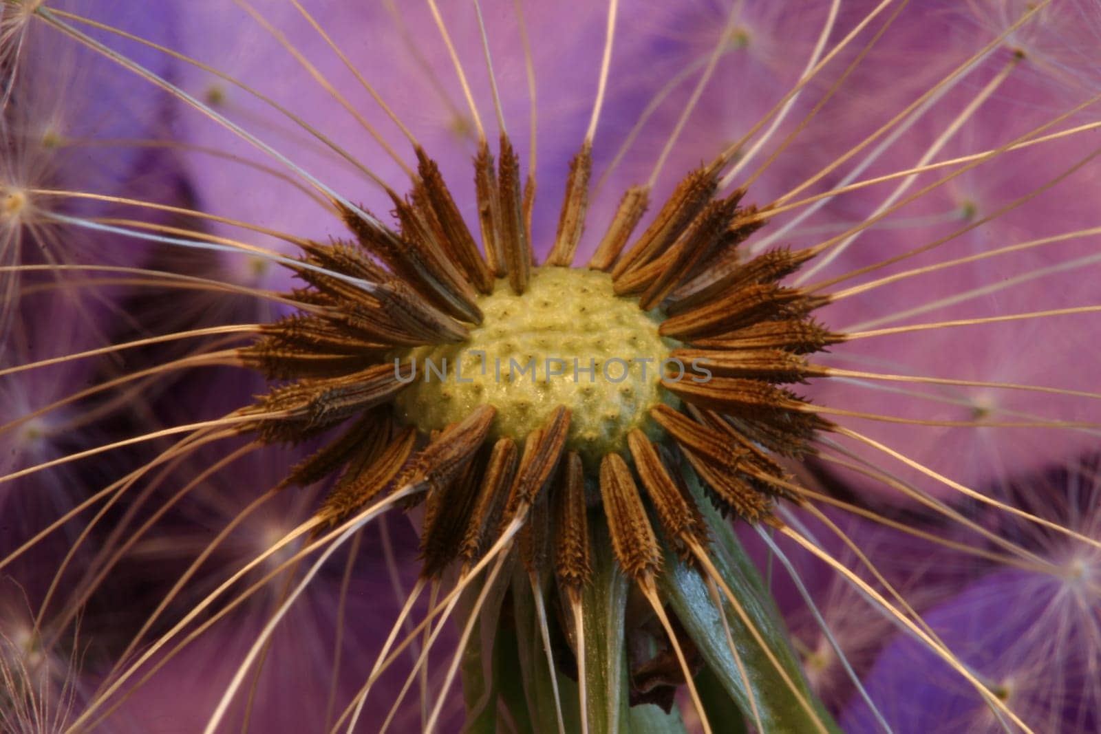 Dandelion