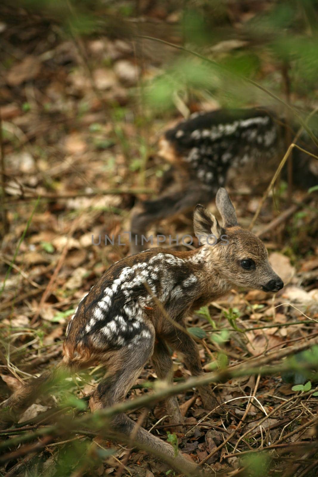 Two fawns that seem to have just been born (Wildlife - photographed in the local forest)