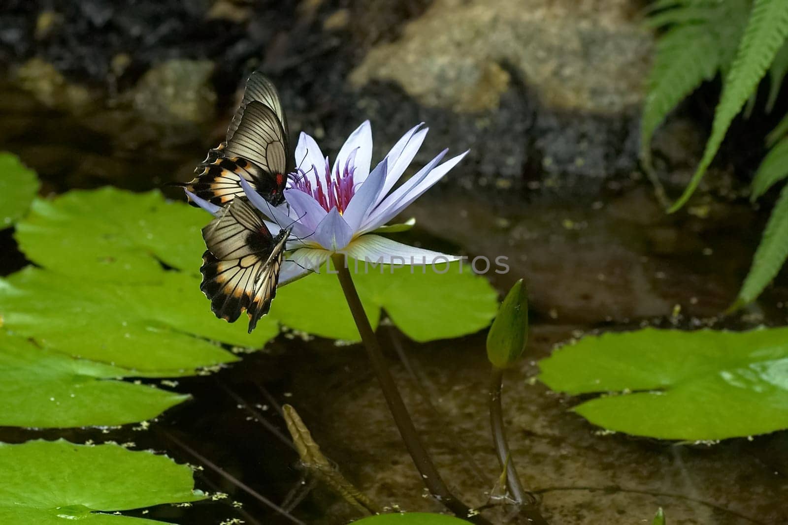 Two exotic butterflies met in a small pond in the butterfly house of the Luisenpark Mannheim