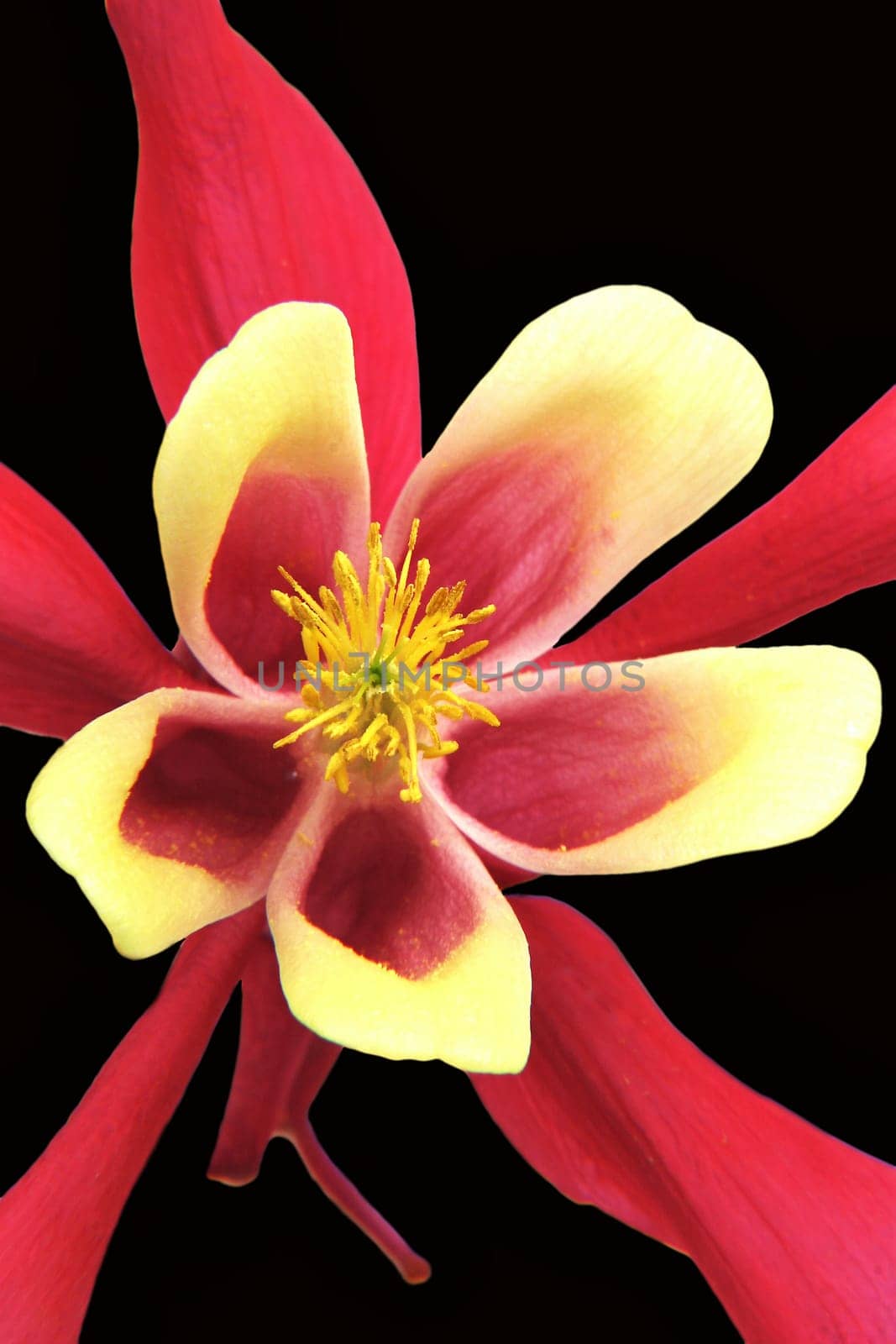 Columbine