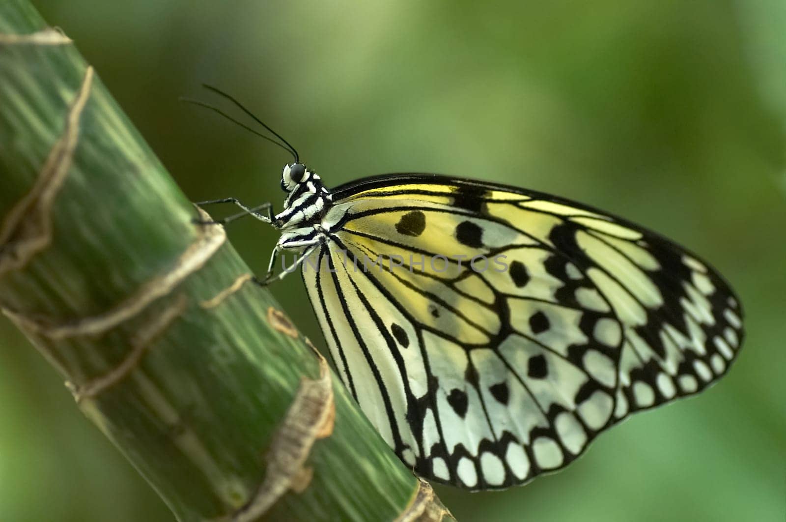 The white tree nymph is a very beautiful butterfly from Asia. Here in the butterfly house of the Luisenpark