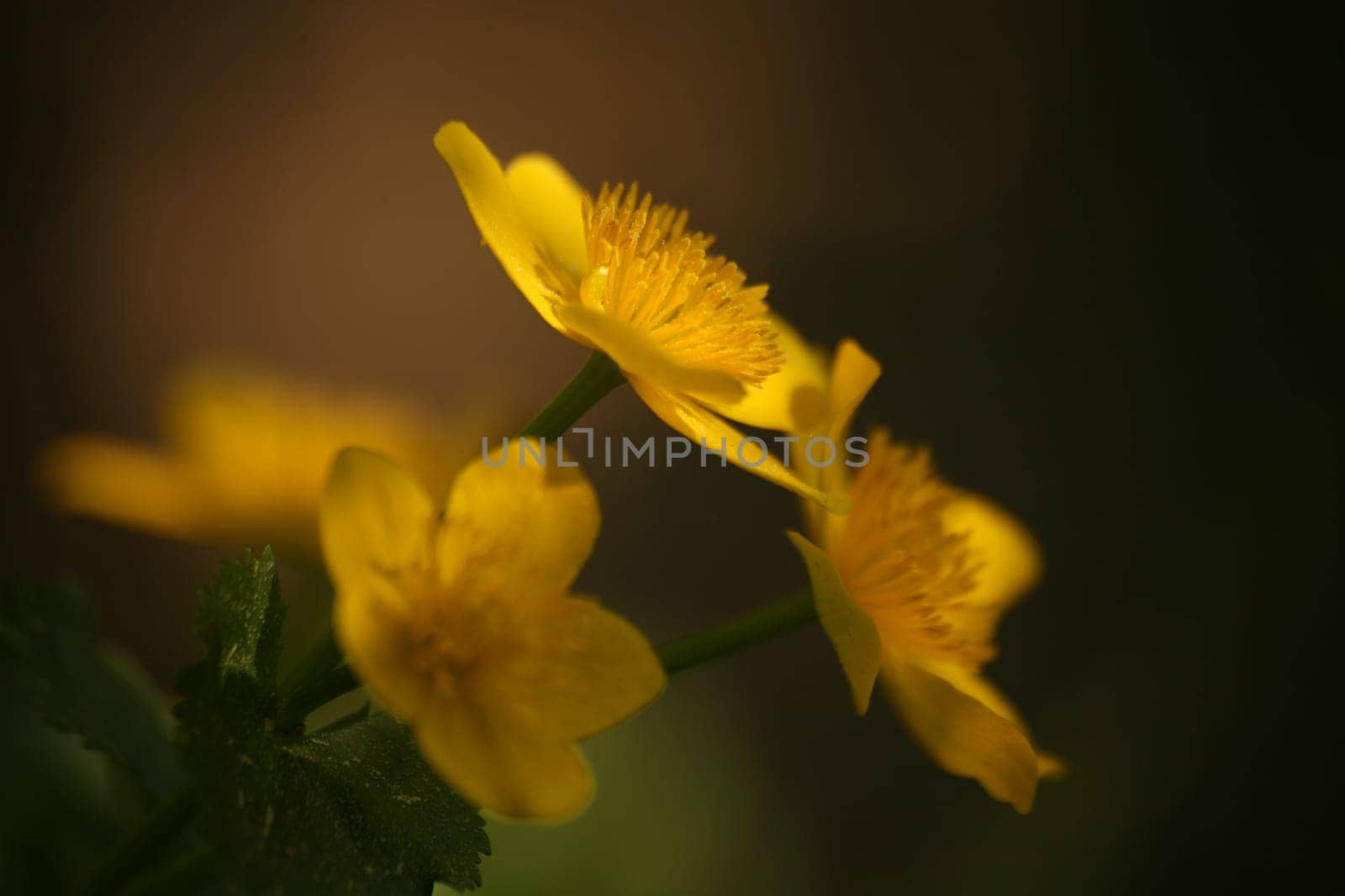 Marsh marigolds