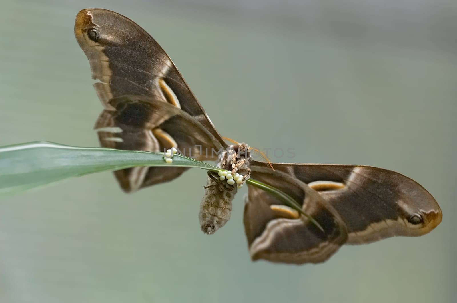 Tree of God spinner laying eggs