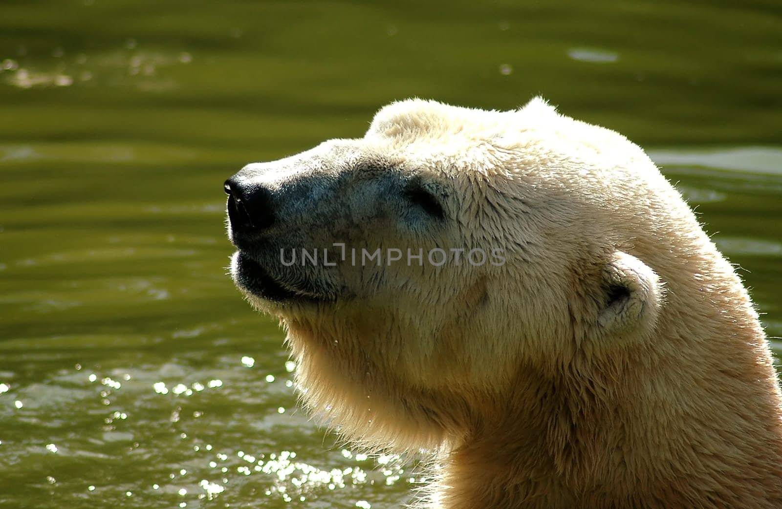 It's a bit overshadowed on the head again,but that's my favorite polar bear again!:-)