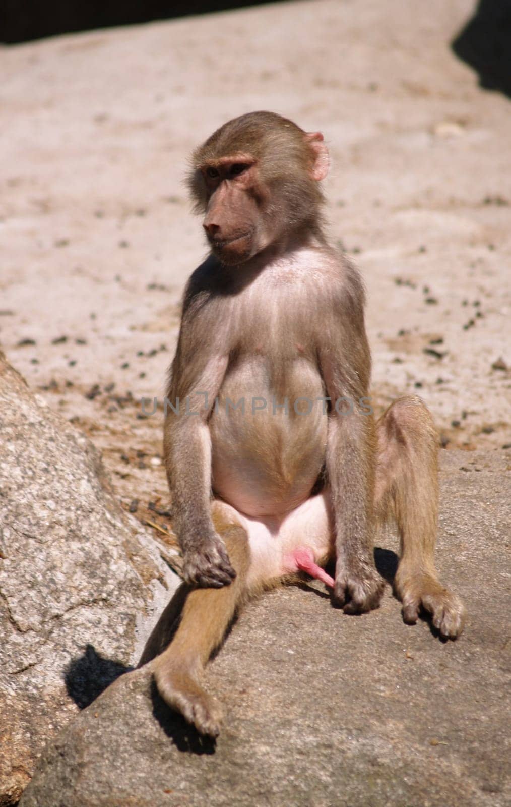 - monkey sharp -