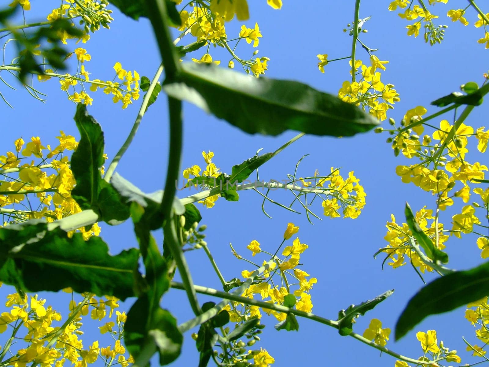 Rapeseed from below