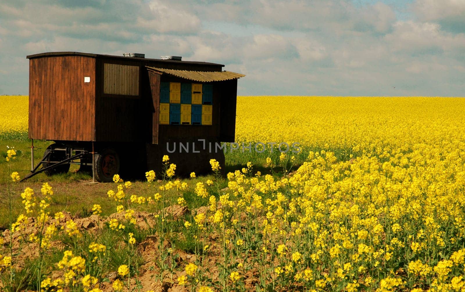 The bee chariot