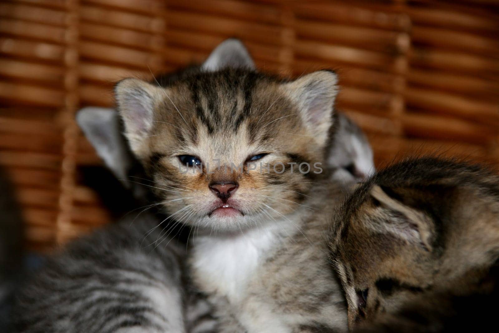 Wink