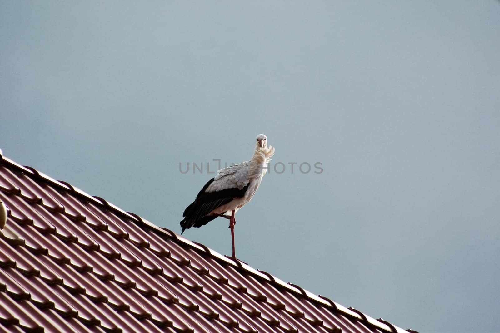 today on our roof,I hope they use the stork's nest again.
