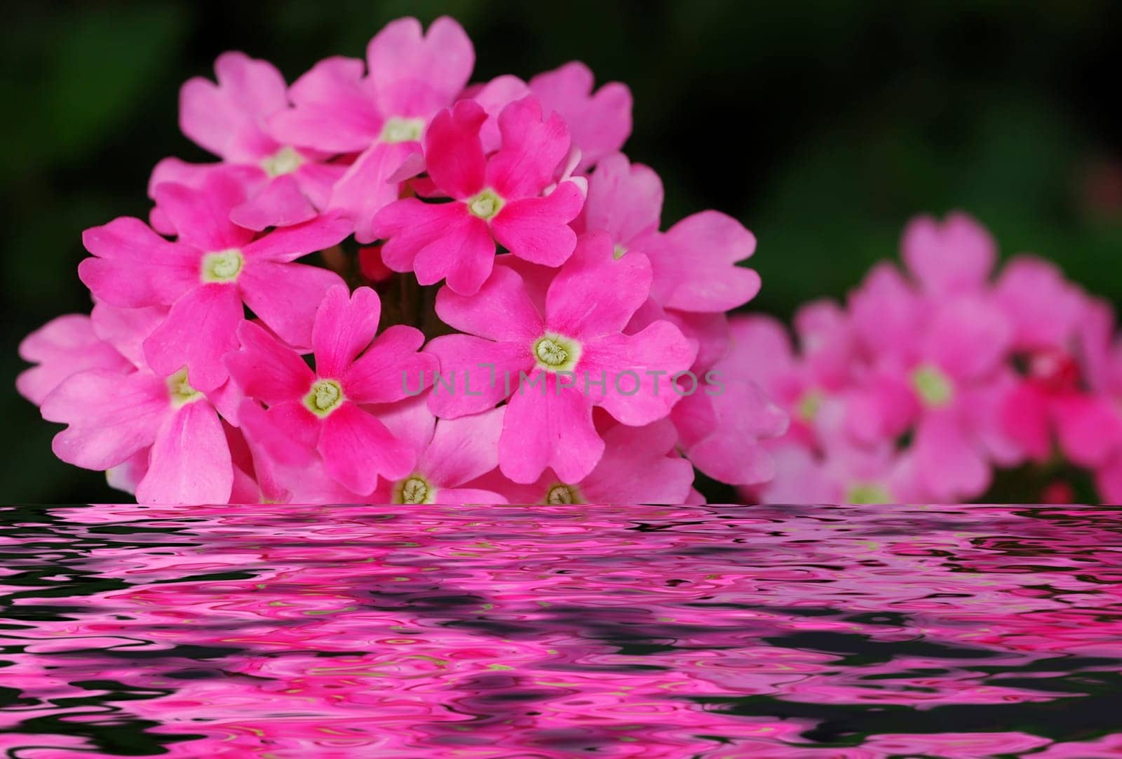 Sea of flowers