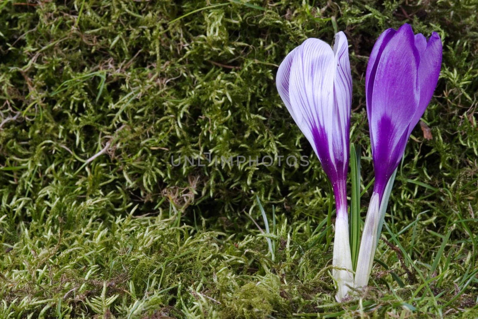 Two crocuses against a moss background