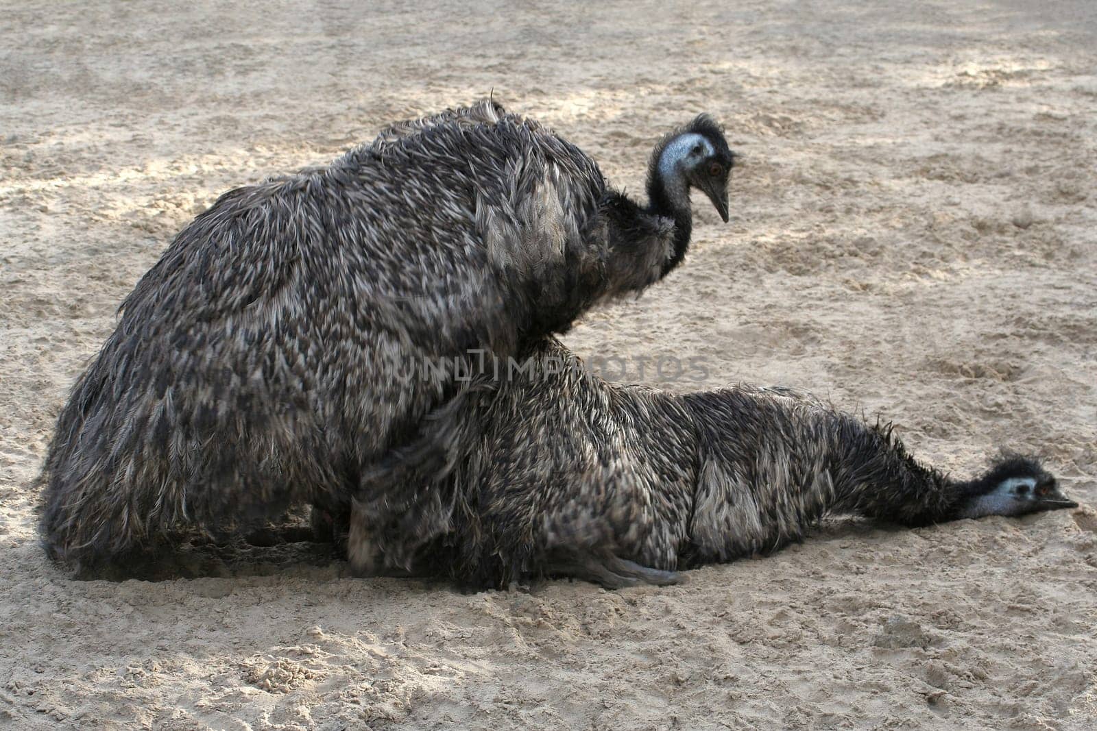 Emu Love