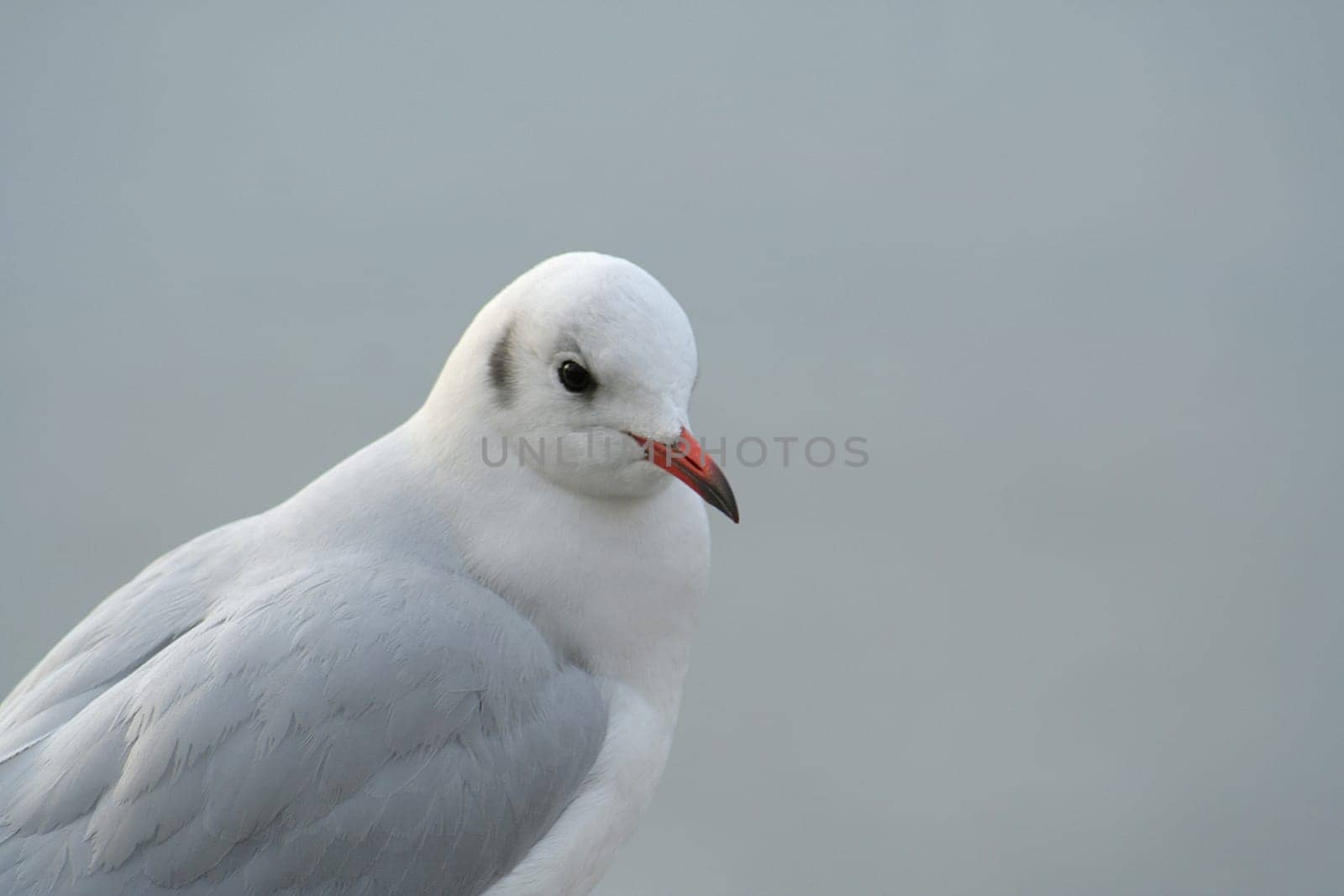 Seagull Portrait