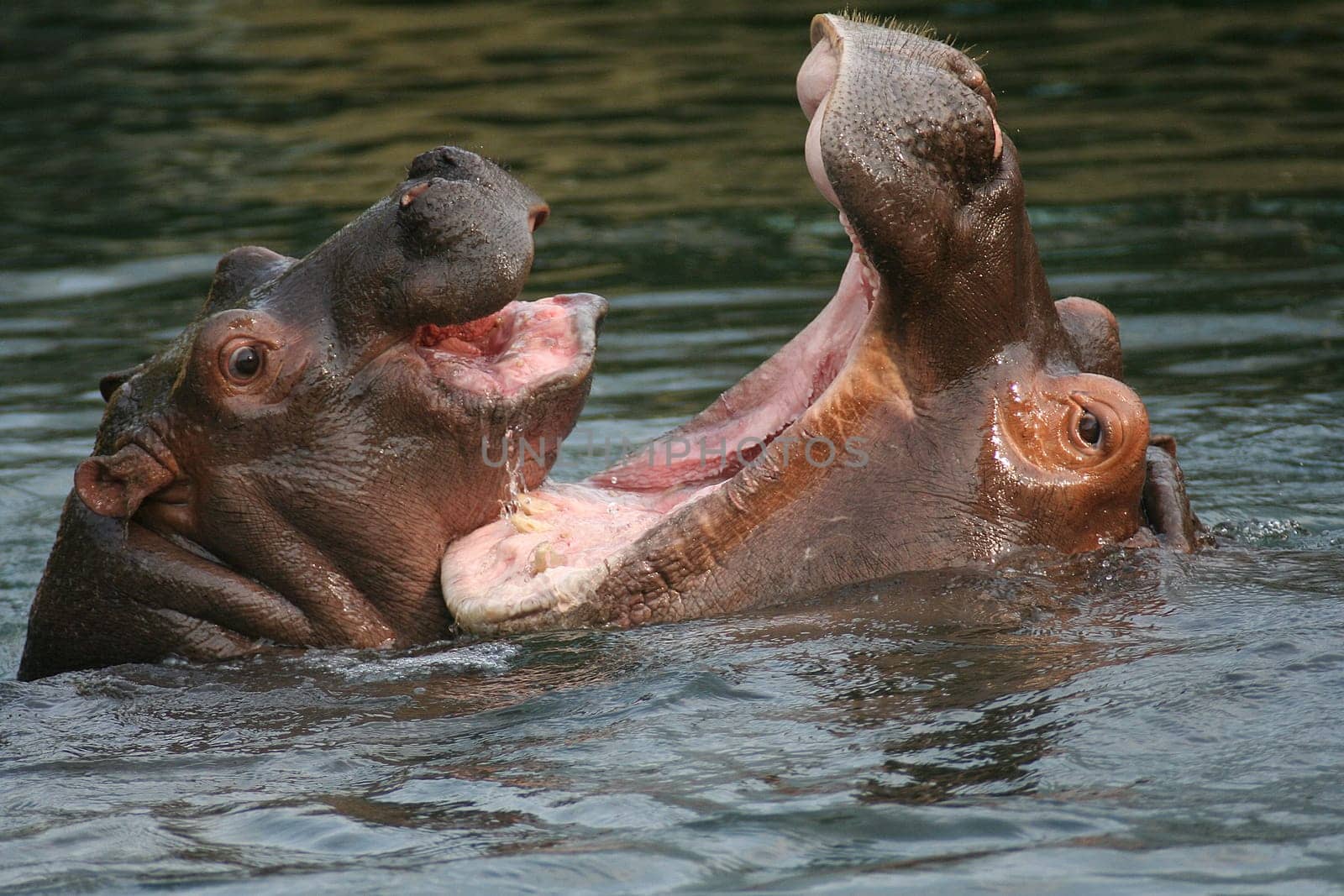 Look me in the mouth,little one