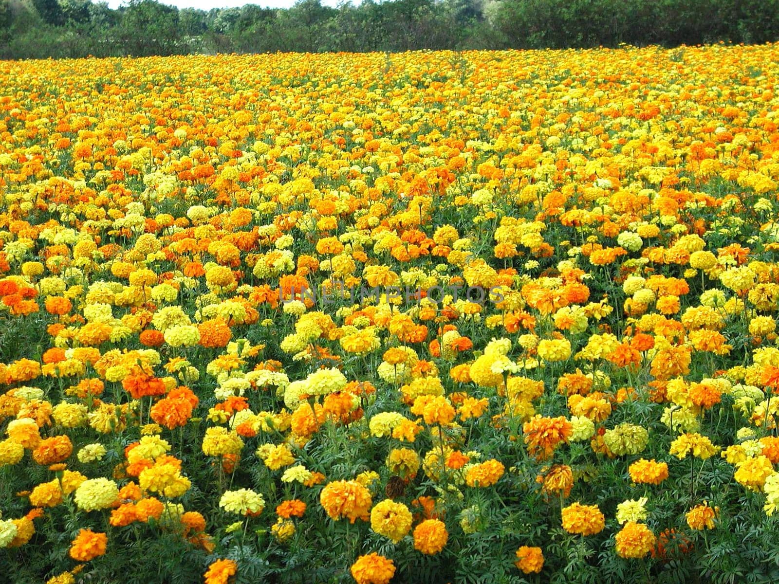 Tagetes is a genus of flowering plants in the family Asteraceae. They are among the best-known summer flowers and are suitable for both beds and balcony boxes. (Que
