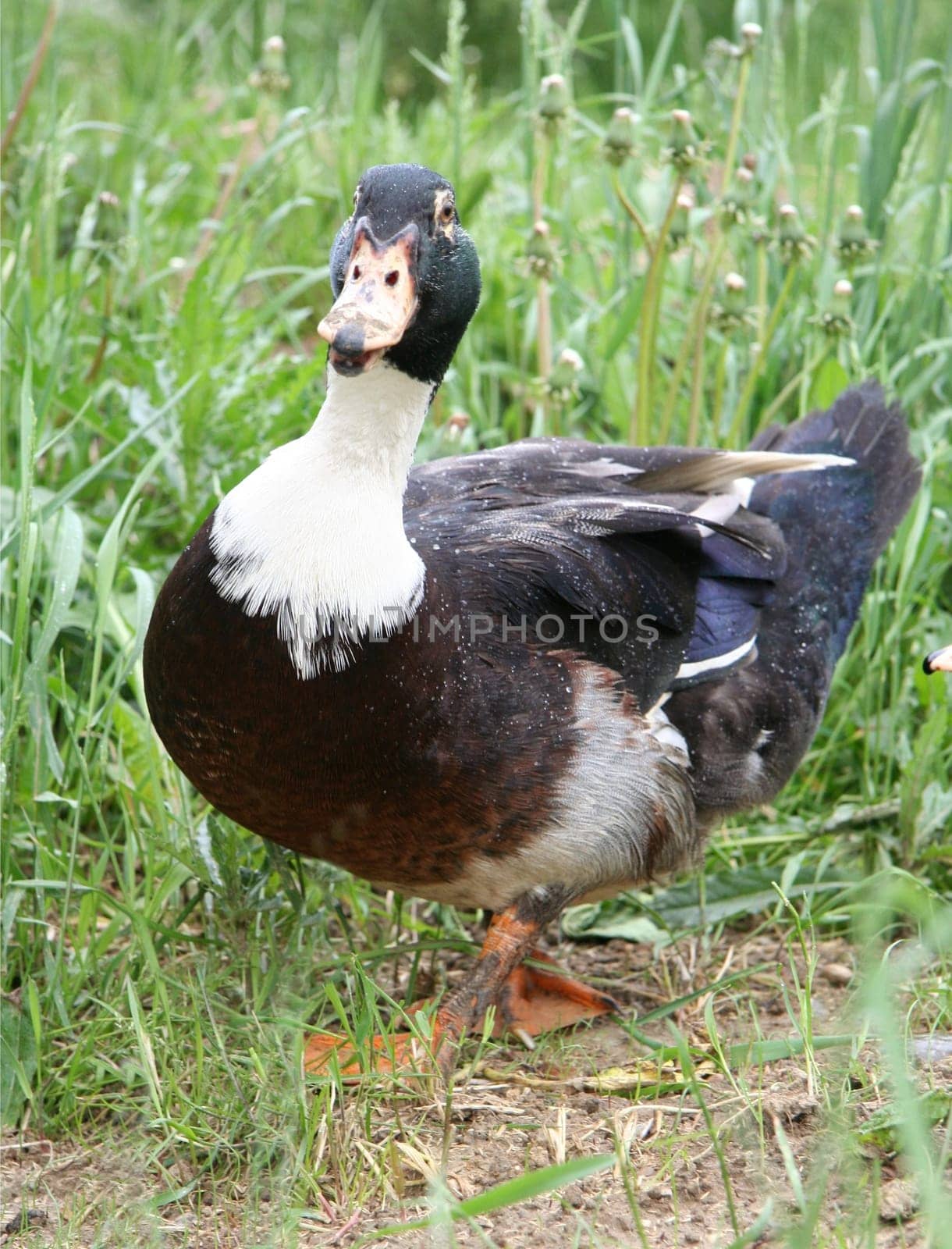 Duck
