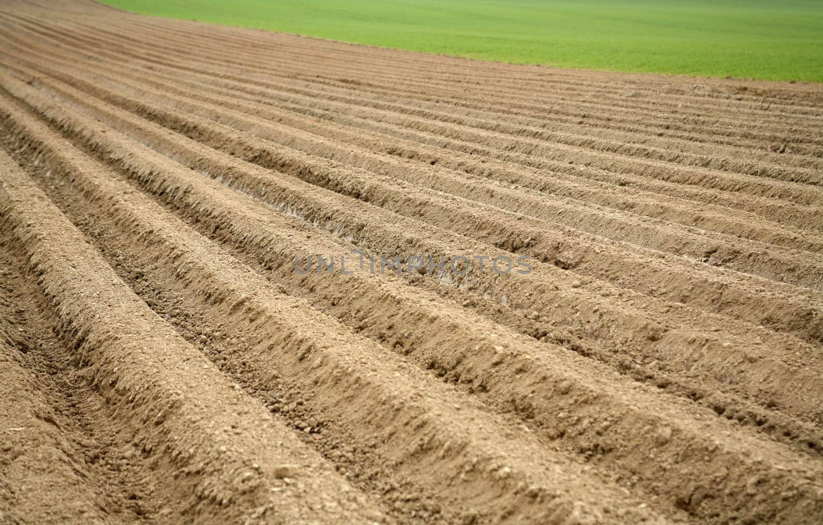 Accurately made furrows in a field for carrot cultivation