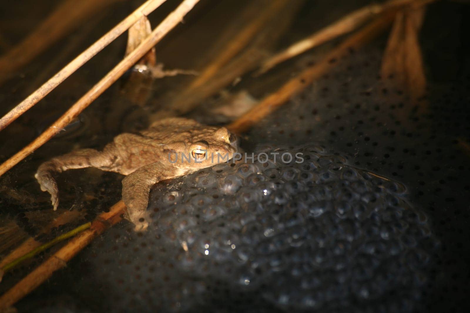 Common toad on clumps of spawning - but the spawn is of grass frogs (toad spawning is cord-shaped)