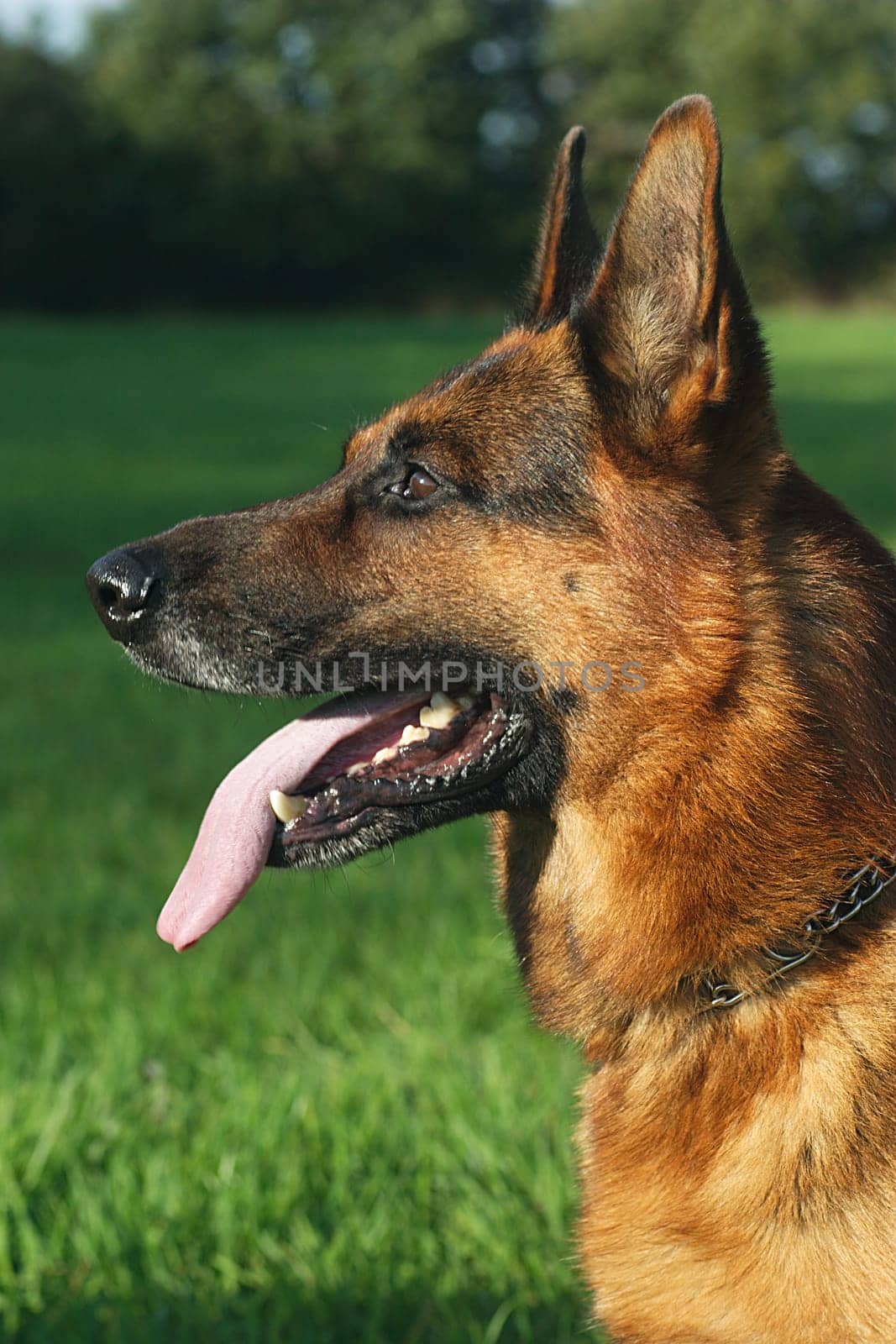 German Shepherd Portrait