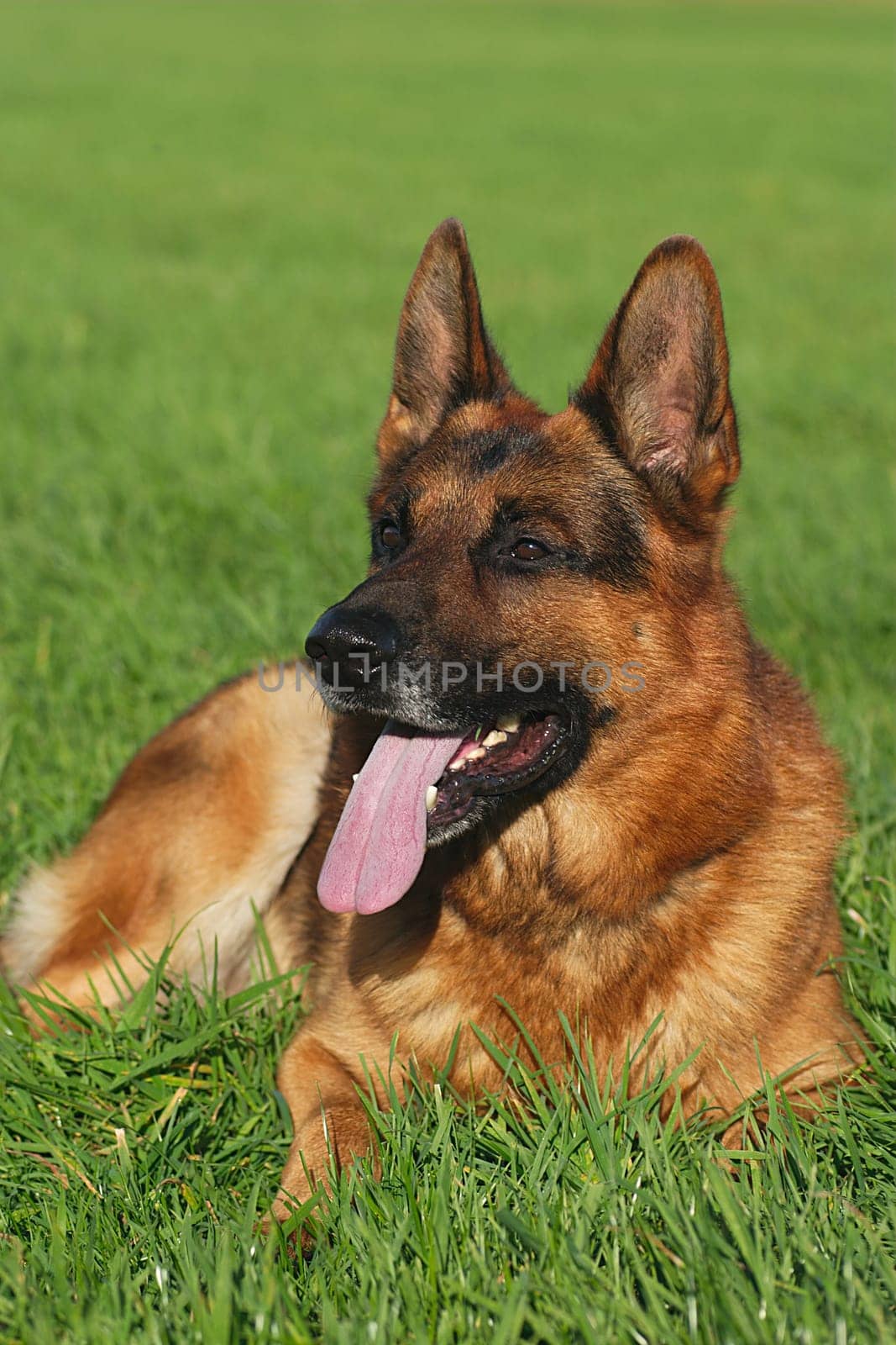 Sheepdog