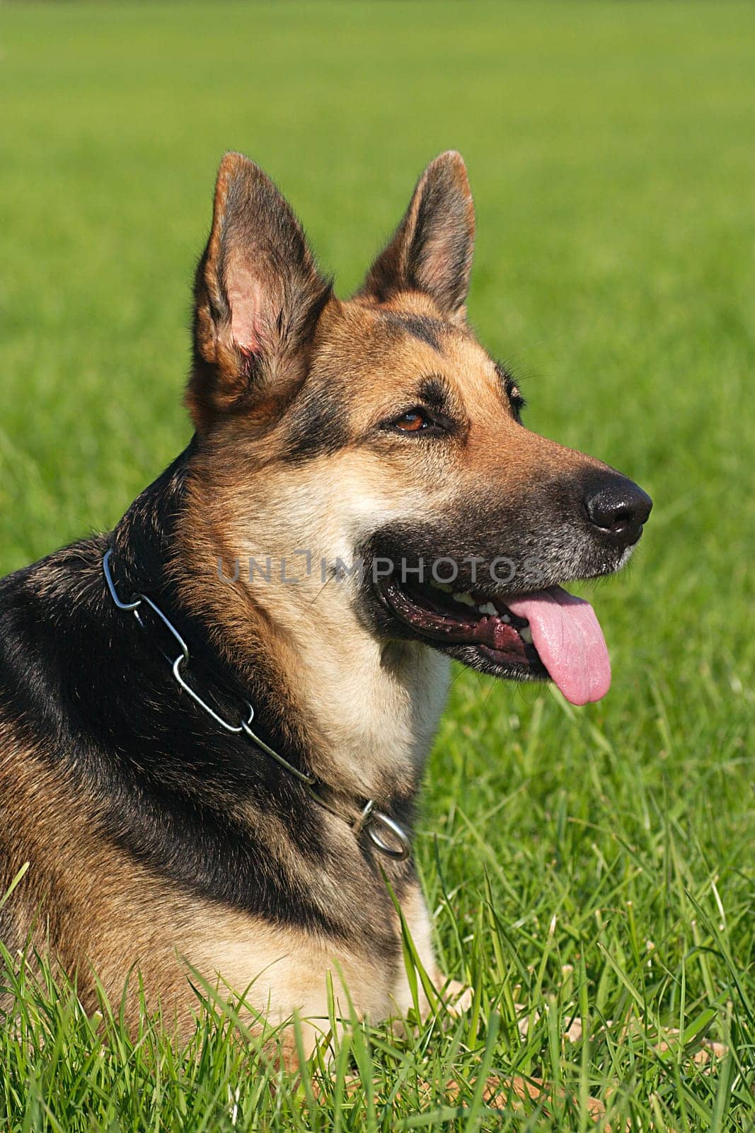 German Shepherd Portrait 2