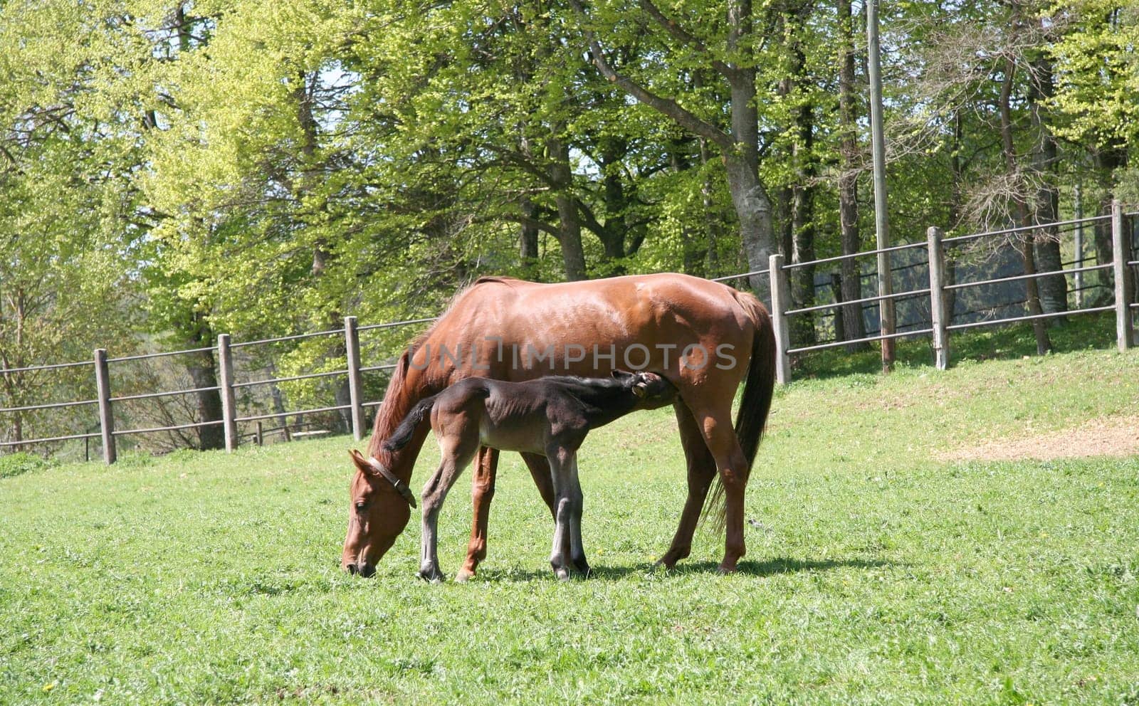 Mare with foal
