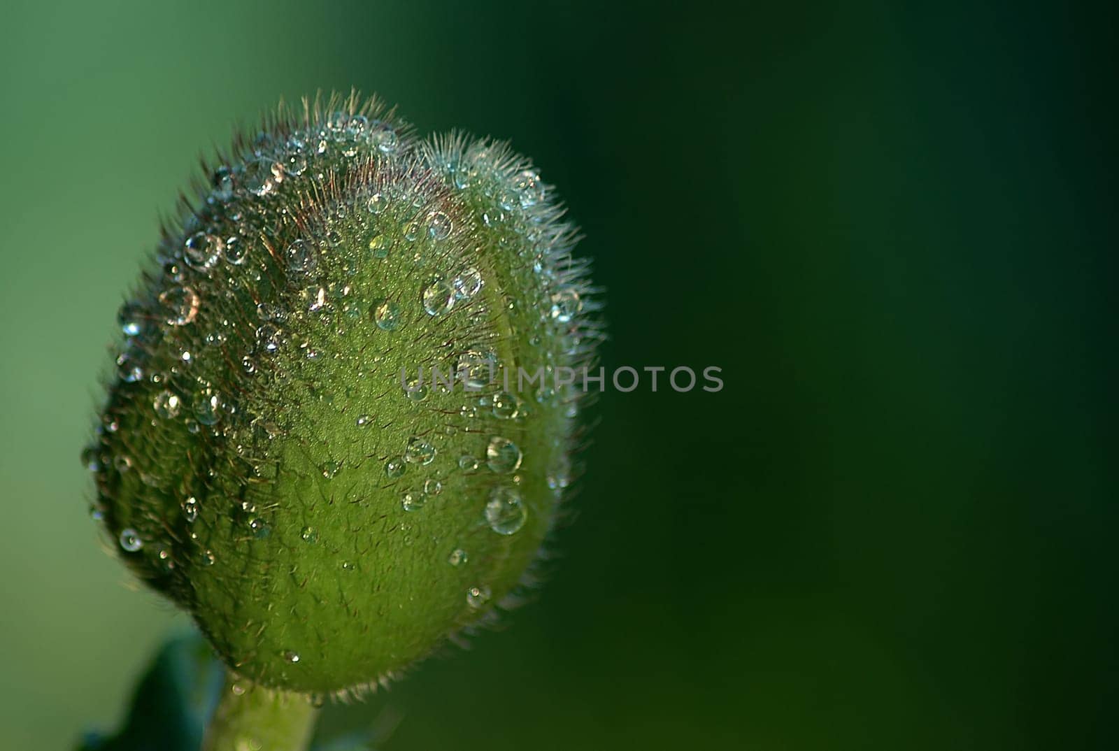 Once again survived a rain shower.......!:-)