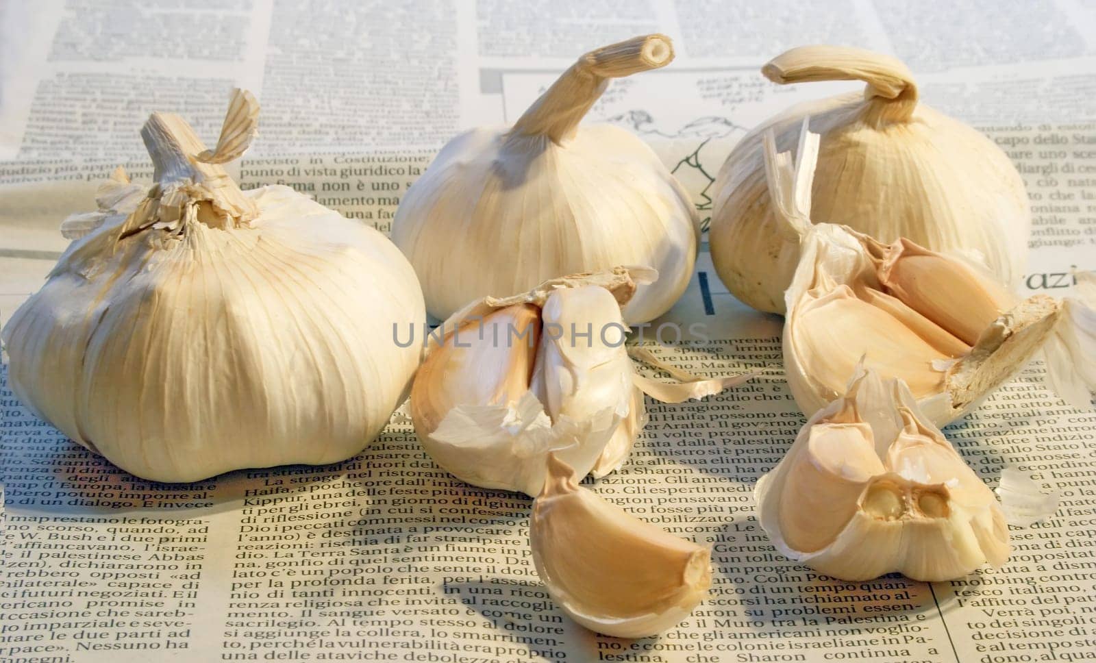 Garlic