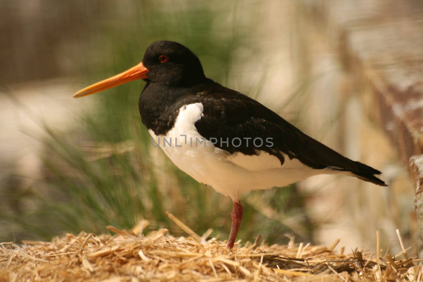Haematopus ostralegus