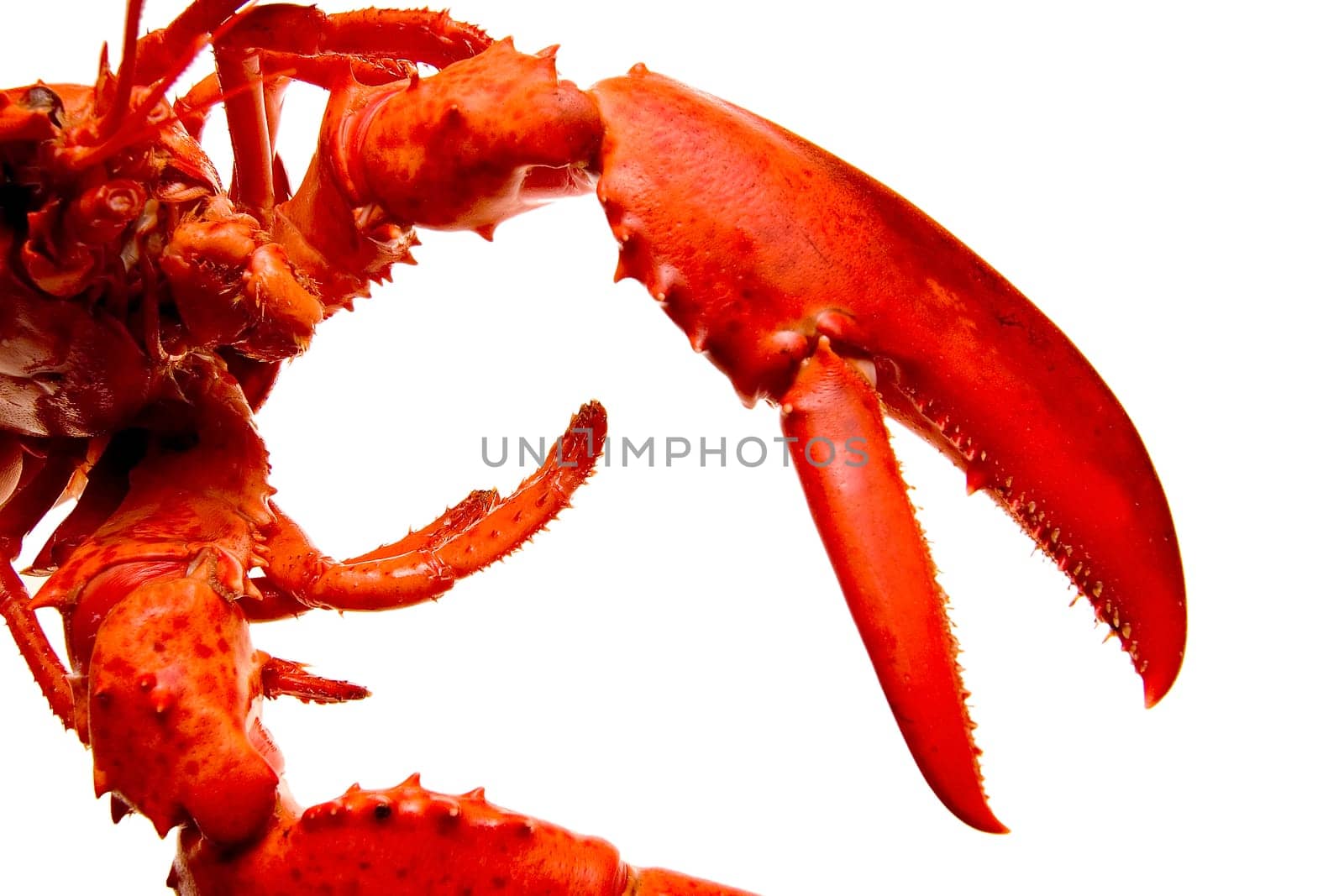 Lobster