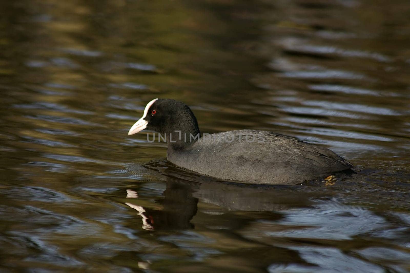 Eurasian coot
