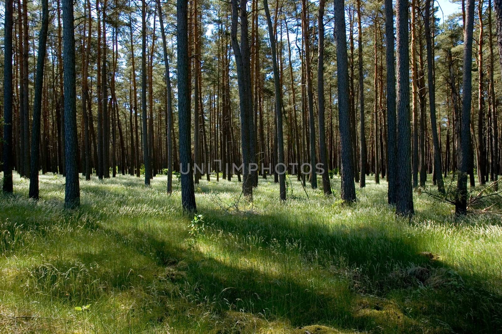 forest without cake without mushrooms without gras without aegeria