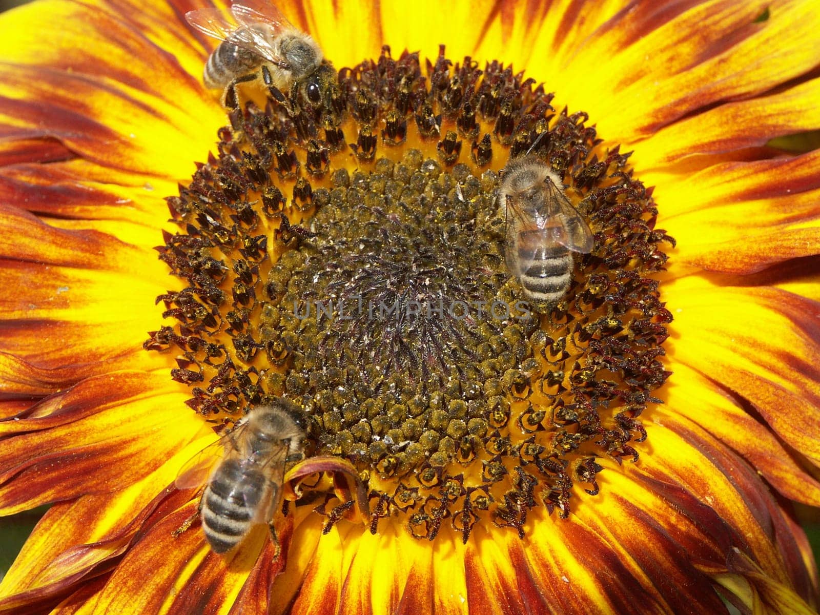 Sunflower and bees
