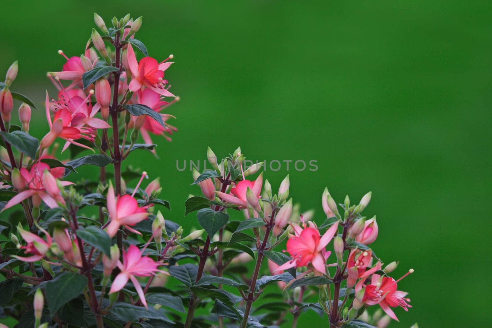 Fuchsia