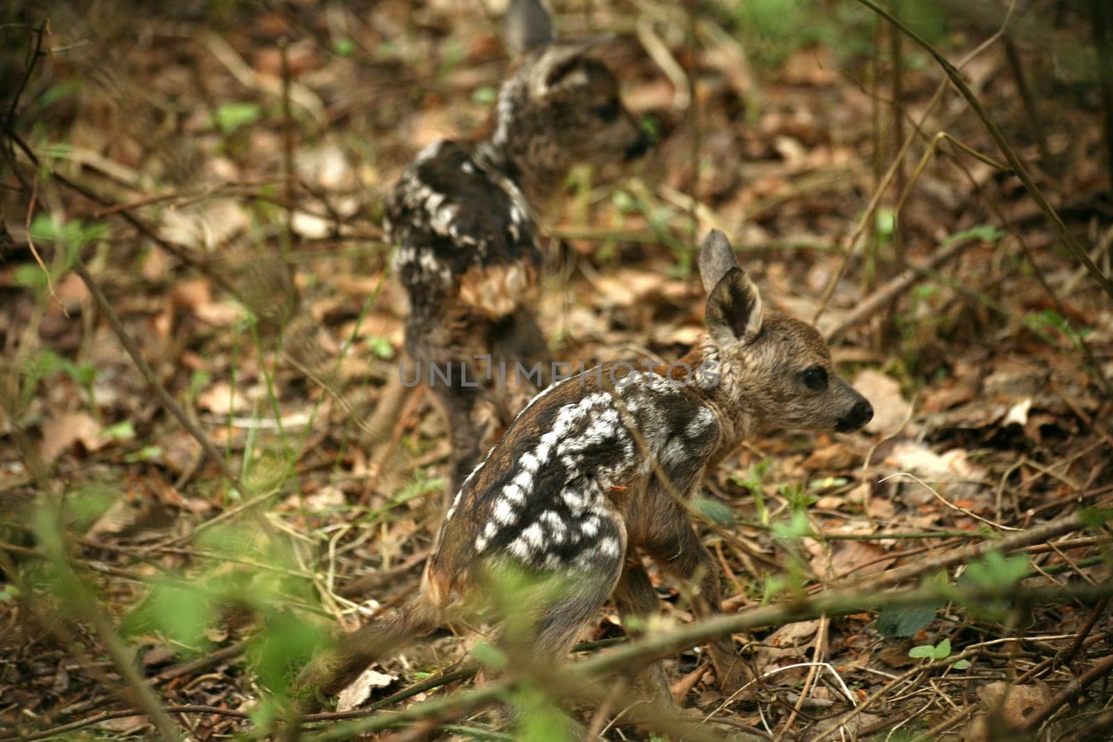 Two fawns that seem to have just been born (Wildlife - photographed in the local forest)