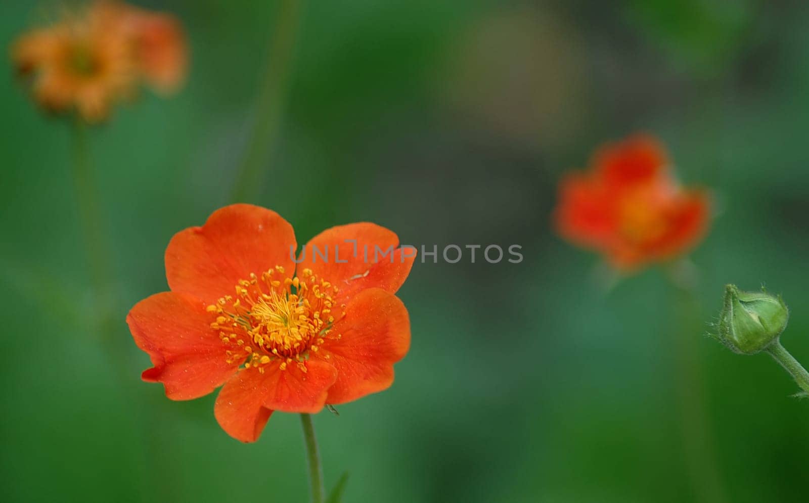 I have a question for you again! I saw this plant last night in the herb garden of our castle. Unfortunately I don't know the name! Would be nice if someone could help me......!:-)