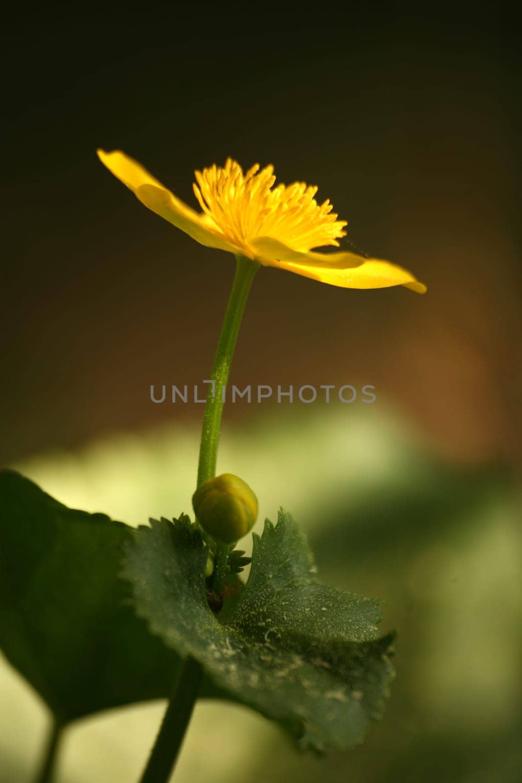 Marsh marigolds