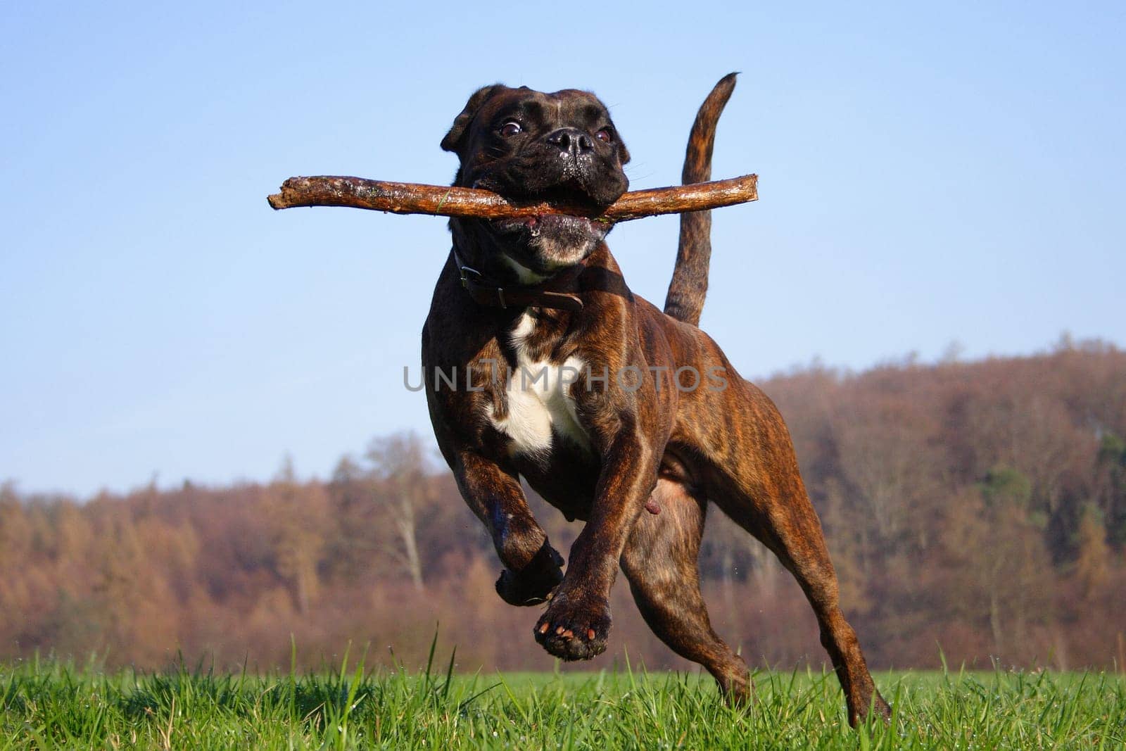 Boxer Luna