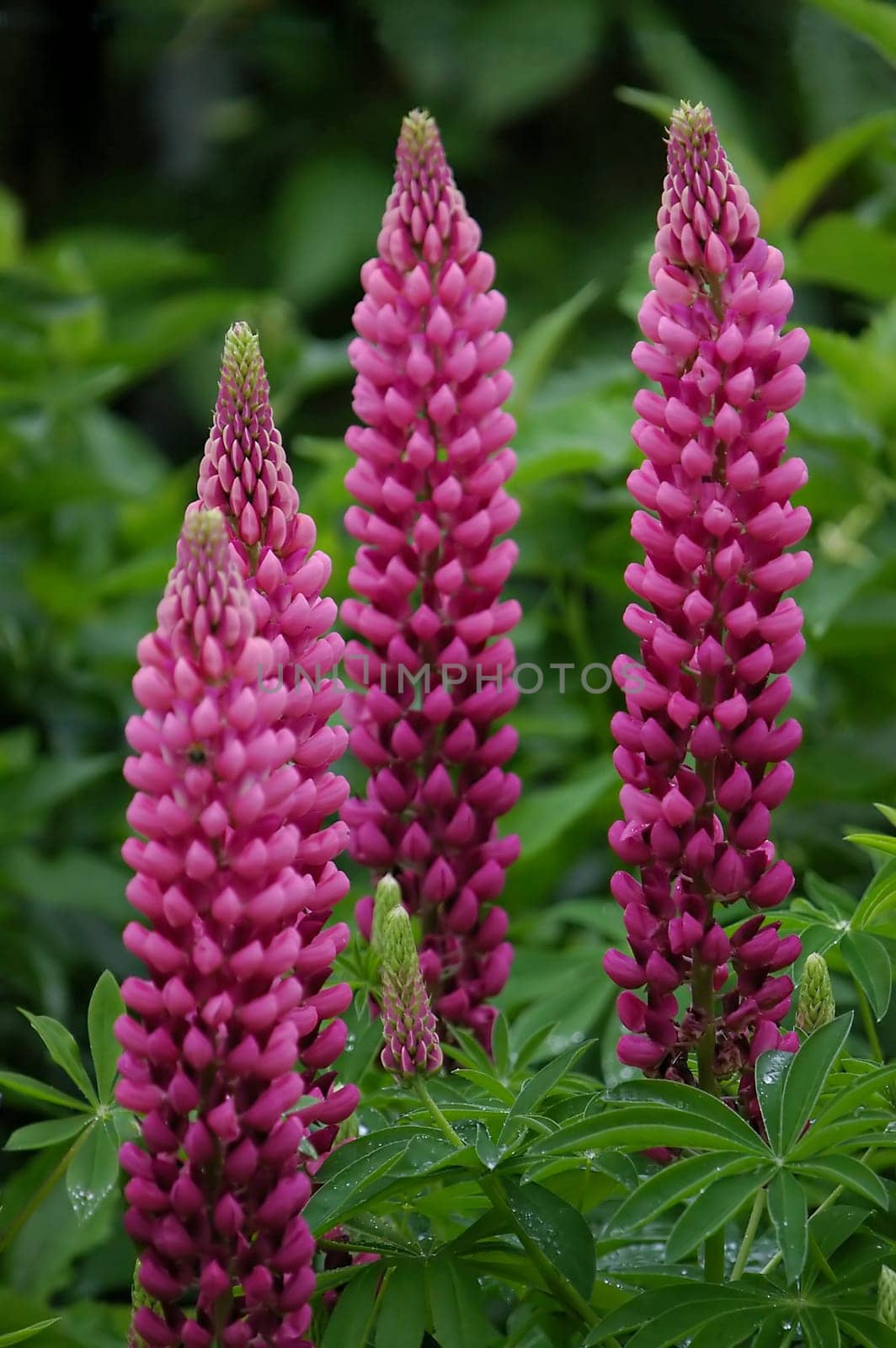 Lupins