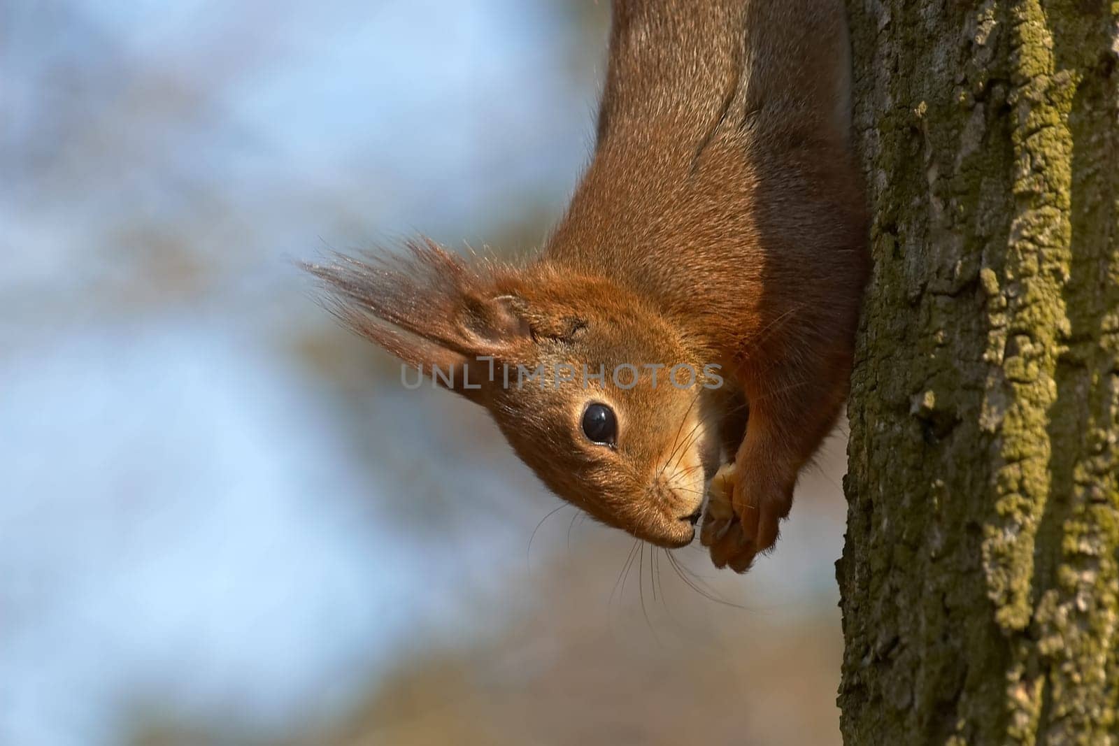 Enjoy upside down