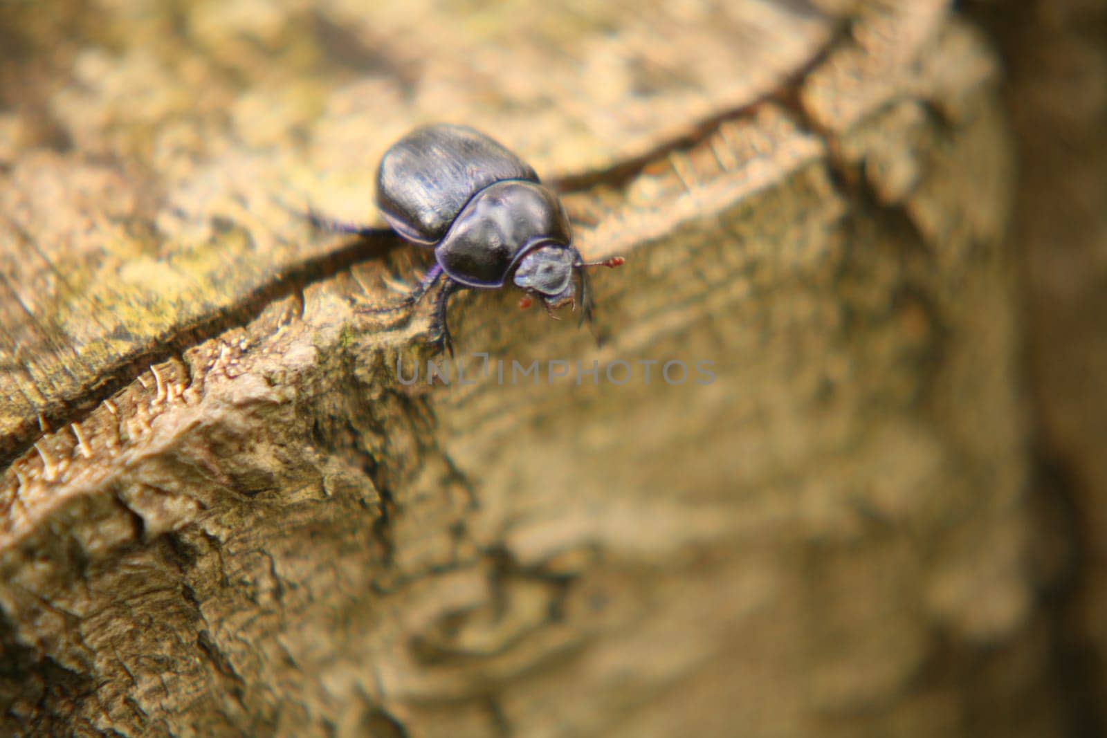 Forest dung beetle (Anoplotrupes stercorosus) on the edge of a tree stump