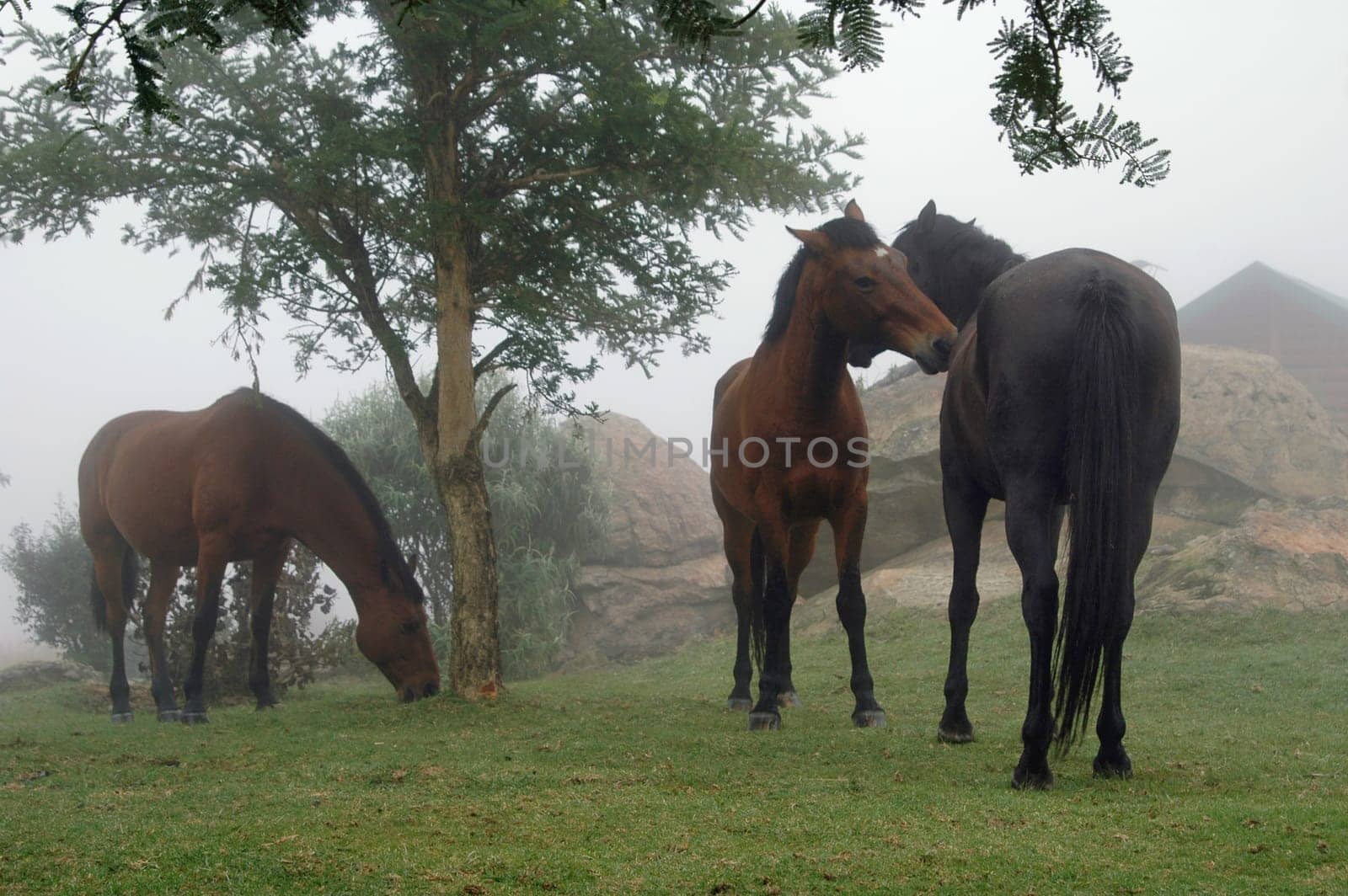 Horse World