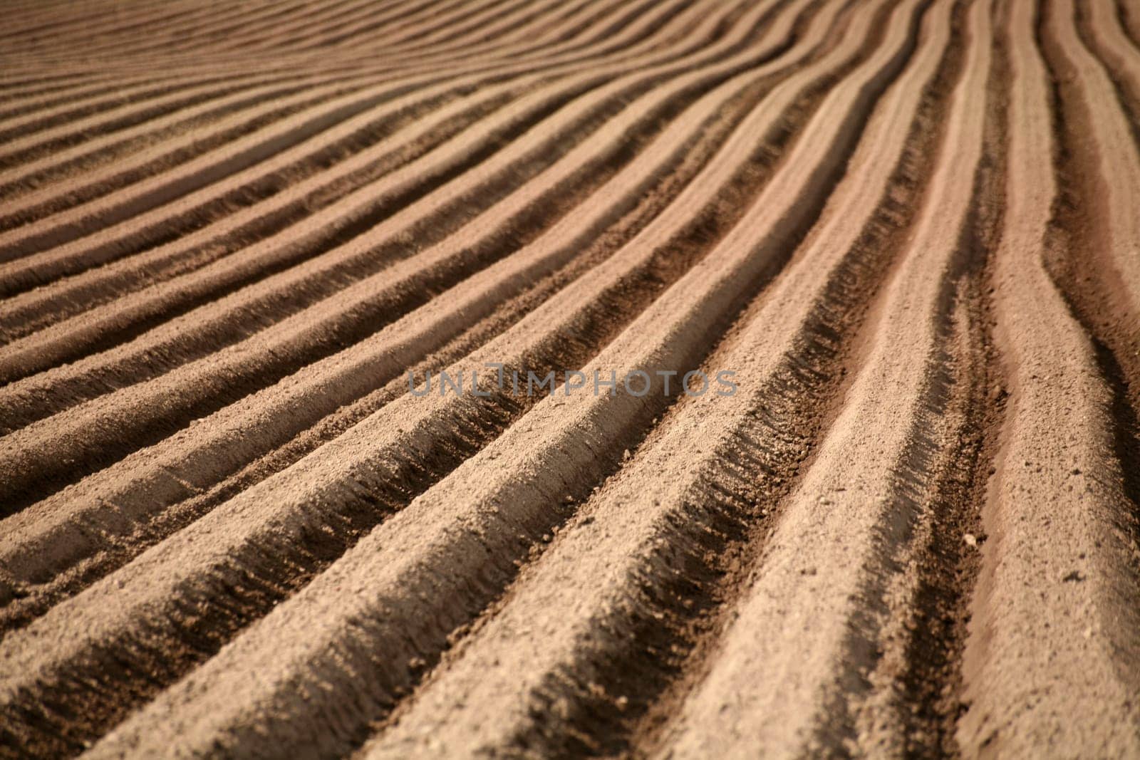 Prepared accker for carrot cultivation