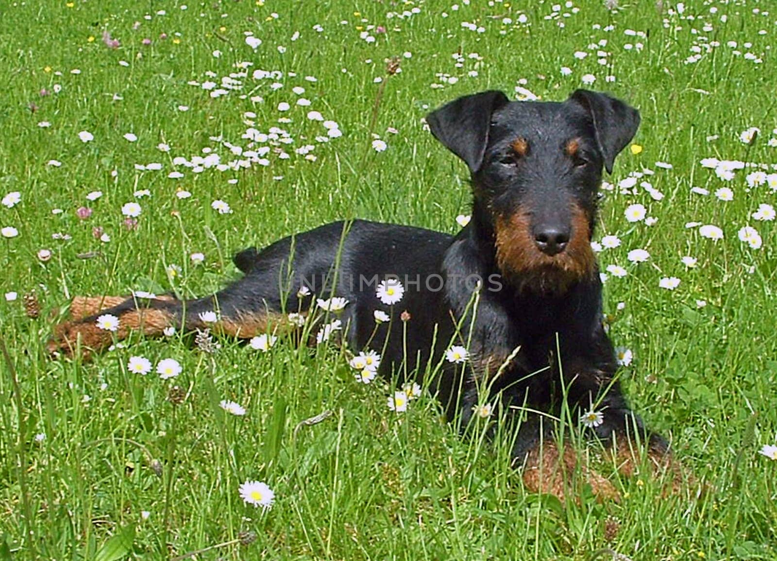 Hunting Terrier