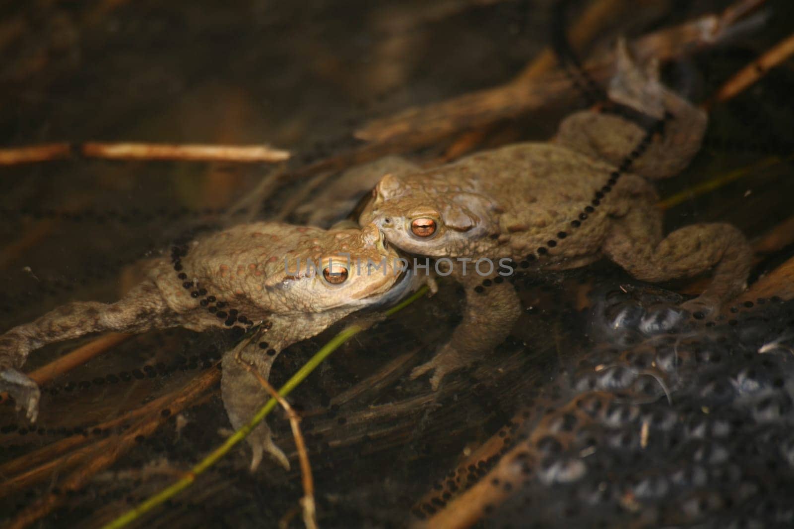 Two lonely bachelors in a spawning pond with fresh spawn