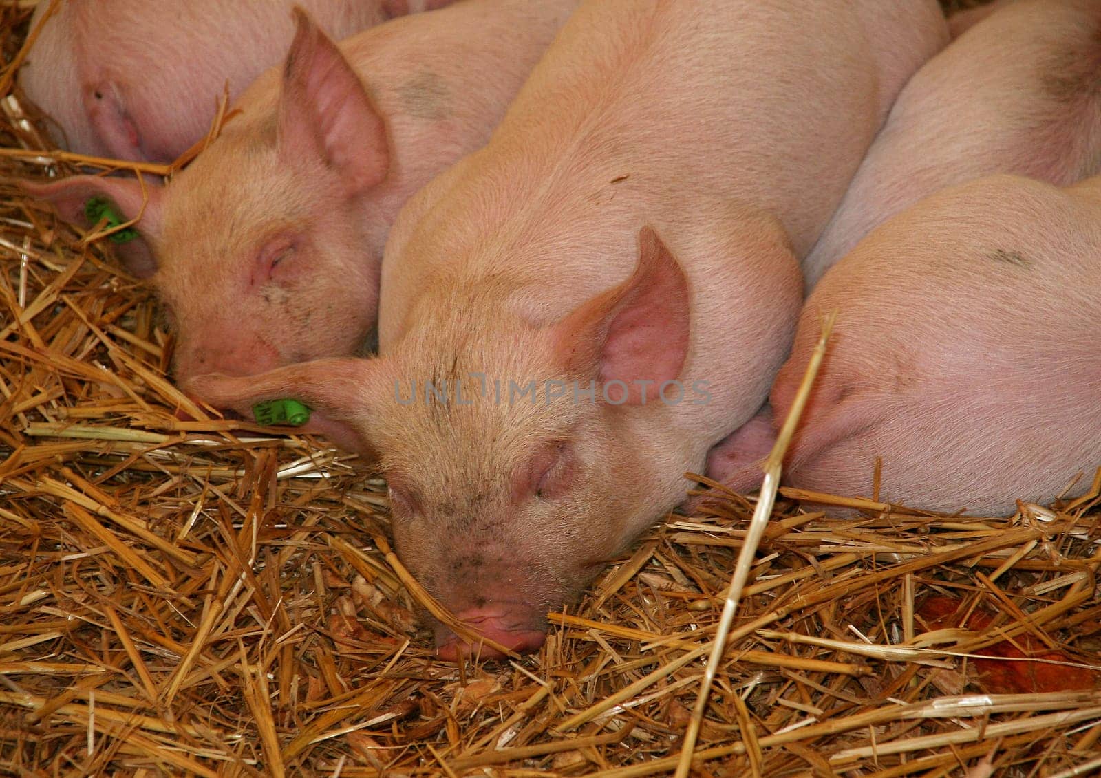 Piglets