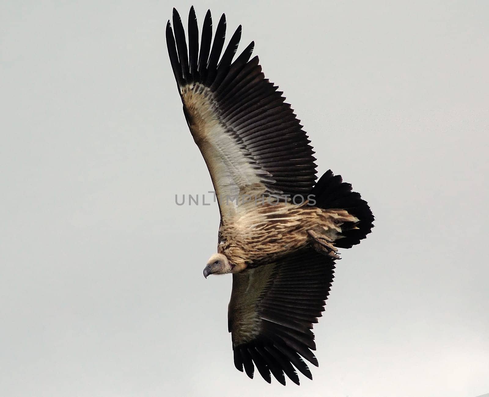 Vulture